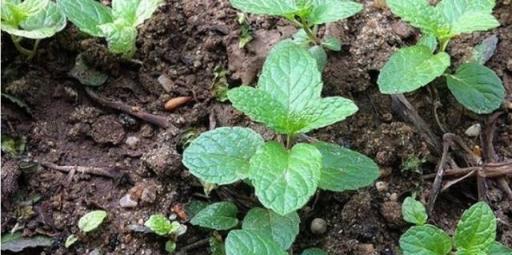 冬季養薄荷、銅錢草，只需要一點小技巧，綠油油很旺，一盆種多盆