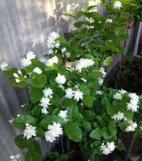 茉莉花過冬這麼養，盆裡放一點它，嫩葉蹭蹭長，開花爆盆漂亮芳香