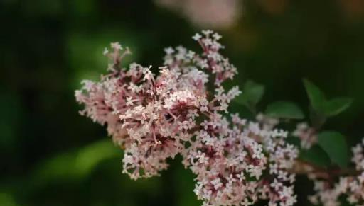 家庭園藝｜花開花落——丁香枝上，豆蔻梢頭