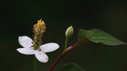 什麼花最適合老人養？推薦給你3種花，家裡擺一盆，修身養性！