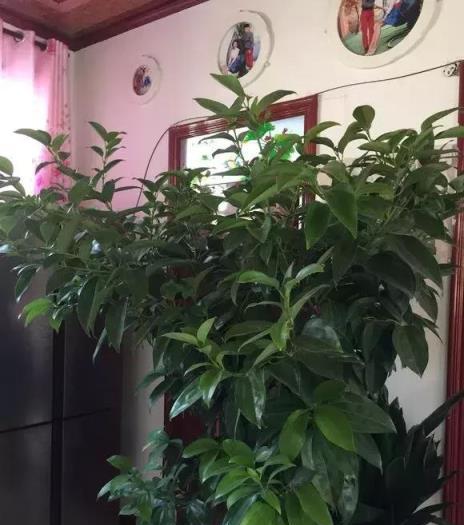 記住這3句植物澆水口訣！保你花養的美美的