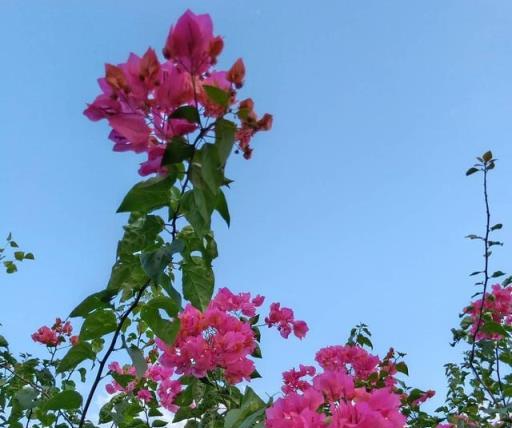 三角梅越冬「一剪刀」，花繁葉茂，花量翻倍，一次開100朵