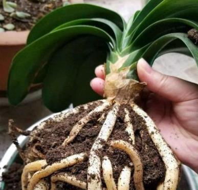 3種「生根水」，在家就能自制，給花卉「用1點」，根系蹭蹭冒！-imomo植物識別