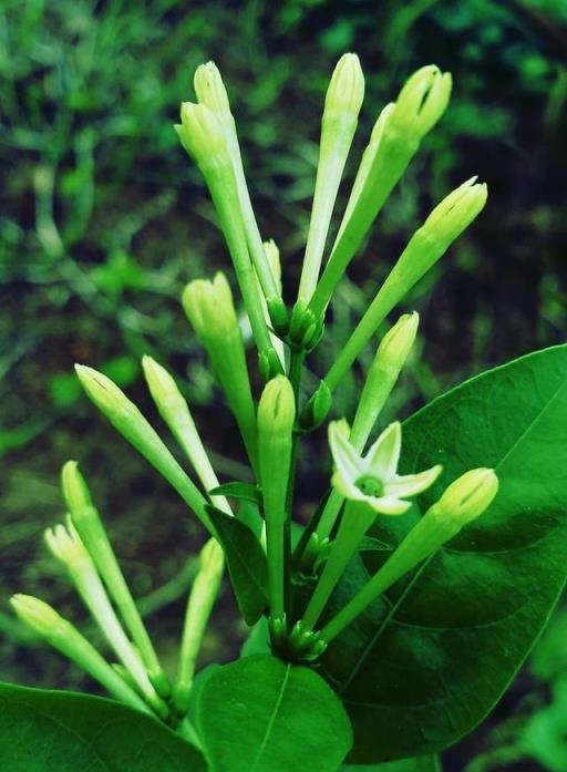 十種香花植物，全認識算你厲害，你認識幾種？