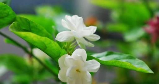 茉莉花生長小妙招，輕鬆促開花，讓每盆都繁花似錦