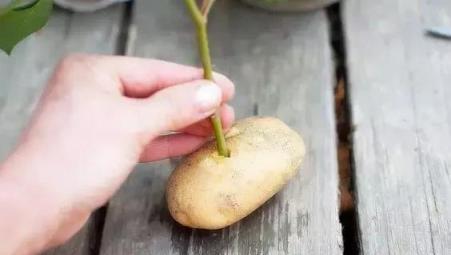 水裡加點這個，植物養再久翠綠不黃葉，愛花的人必看