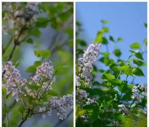 家庭園藝｜花開花落——丁香枝上，豆蔻梢頭