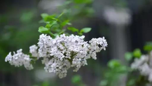 家庭園藝｜花開花落——丁香枝上，豆蔻梢頭