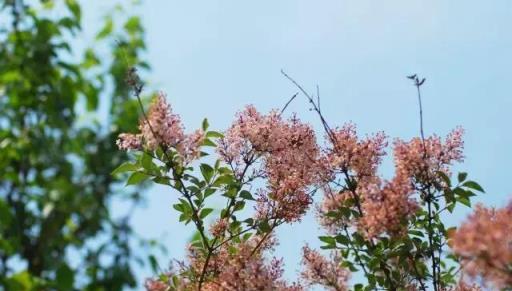 家庭園藝｜花開花落——丁香枝上，豆蔻梢頭