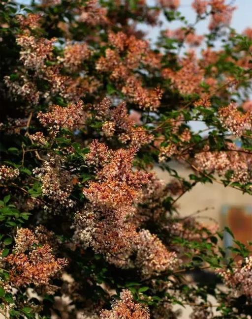 家庭園藝｜花開花落——丁香枝上，豆蔻梢頭