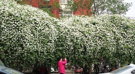 十種香花植物，全認識算你厲害，你認識幾種？