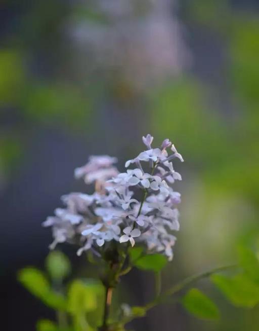 家庭園藝｜花開花落——丁香枝上，豆蔻梢頭