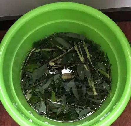 冬天蘭花茶花喝點「回魂水」，花骨朵直冒，花兒開不停！