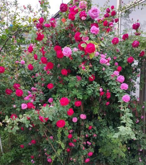 2種「爬藤花」，隨便種1株，陽臺小院變花海，花香四溢！