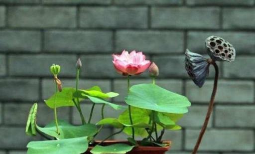 3種「花草」，越是澆水長勢越好，一個月長滿一大盆，比黃金葛還美