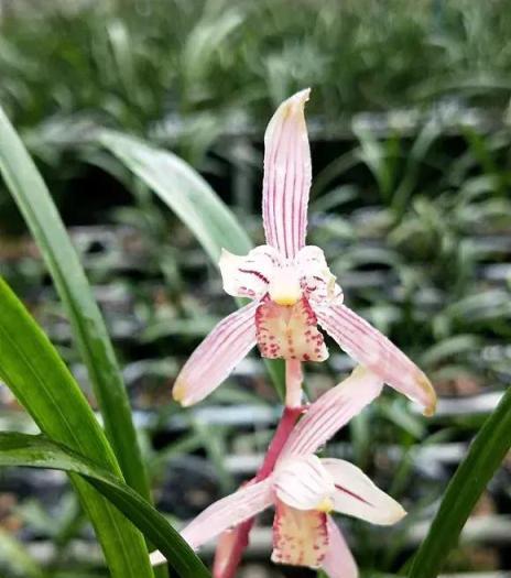 春節3種「蘭花」放家裡，花開清香幽遠，美化家居品味高！