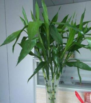 想養好富貴竹，這「幾種藥片」缺一不可，再也不用擔心黃葉、爛根