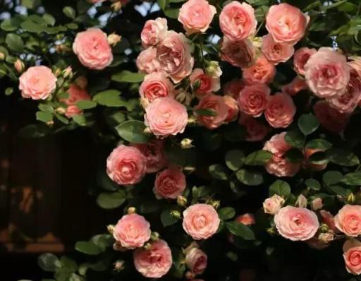 2種「爬藤花」，隨便種1株，陽臺小院變花海，花香四溢！