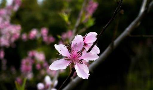 春天養護「盆栽桃花」，注意細節，生長旺盛，來年可吃到美味果實