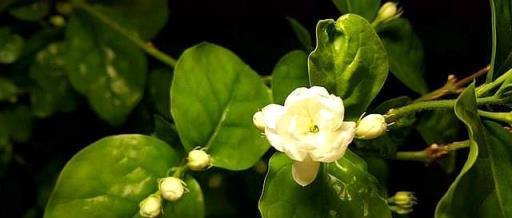 茉莉花孕育花蕾，磷酸二氫鉀要用對，促進開花，葉子油綠開花才多