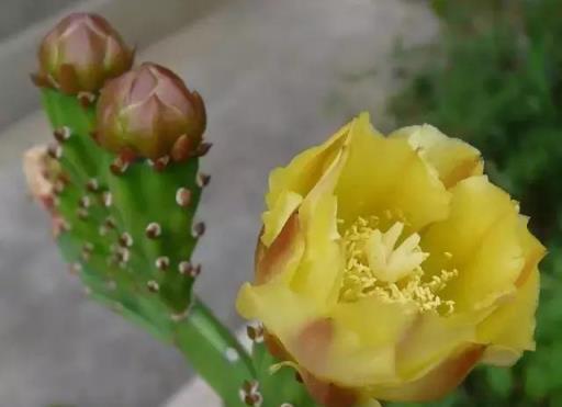 300種·常見園林花卉植物開花月份對照一覽表