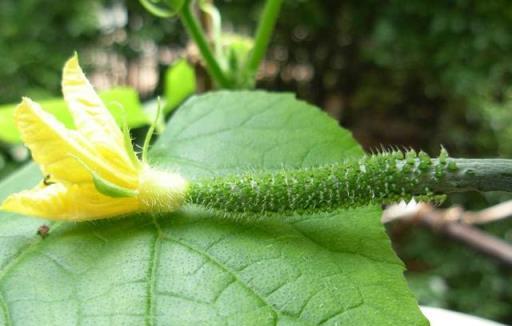 植物葉片髒？自制「除塵劑」有妙用，君子蘭擦一擦，真有精神！