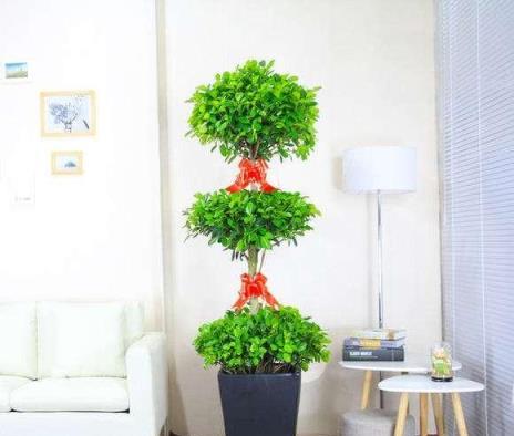 每日花卉,搖錢樹的魅力與鑑賞-imomo植物識別
