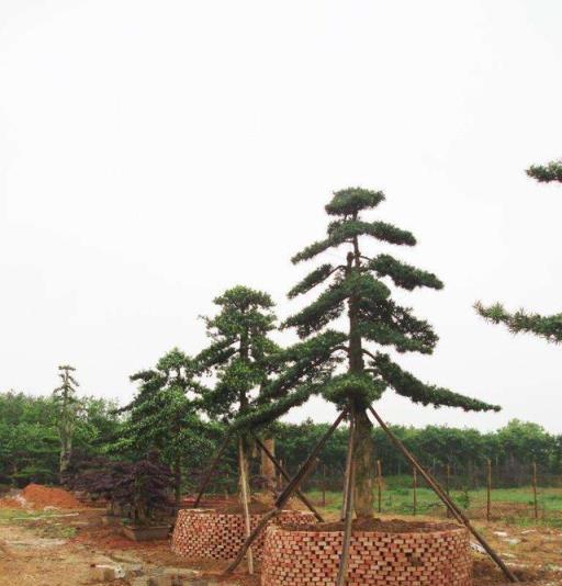 觀賞價值獨特，羅漢松盆景受人歡迎，該怎麼移植？這個技術你會嗎