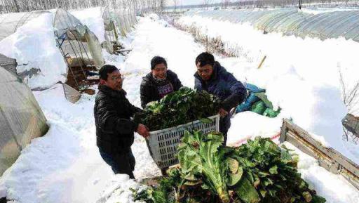 植物低溫凍害：為何會發生？怎樣防護？如何補救？防凍劑有用嗎？