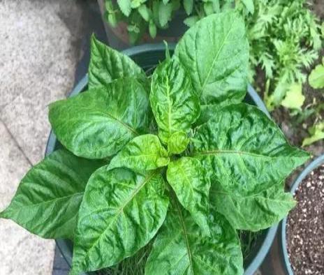 「泡沫箱」用來種辣椒，1棵能結5斤多，摘完一茬又一茬！