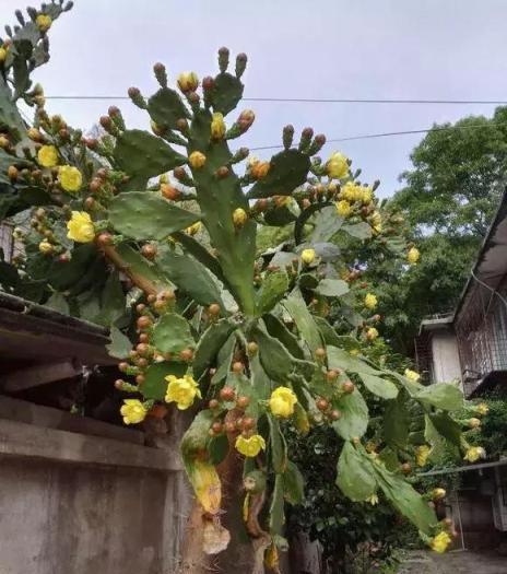 1種「醜花」，很多人不喜歡，殊不知能旺運鎮宅，還好養！