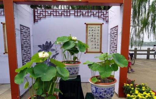 陽臺養碗蓮，掌握3點並不難，荷葉碧綠，清香似蓮花，清幽而典雅