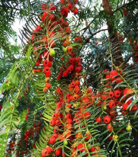 1種花人稱「植物大熊貓」，淨化空氣促健康，注意5點紅豆掛滿枝！