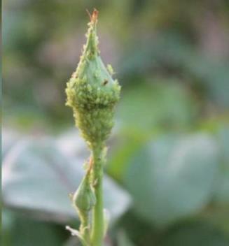 月季枝頭沾滿蚜蟲怎麼辦？教你一招，不用藥蚜蟲沒了，家人更健康