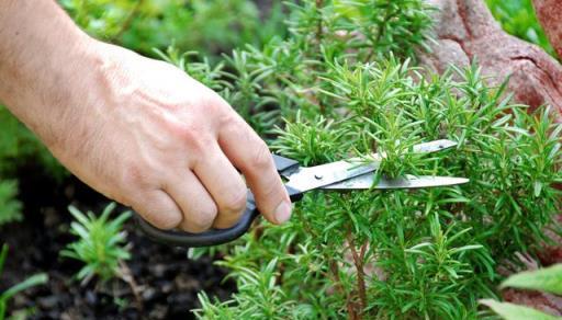 養花蚊蟲多？這7種驅蚊植物，蚊蟲遇上全部死光，讓你安心睡好覺