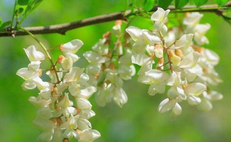 九種易打理庭院陽臺花卉,全年花開不斷,香氣四溢-imomo植物識別