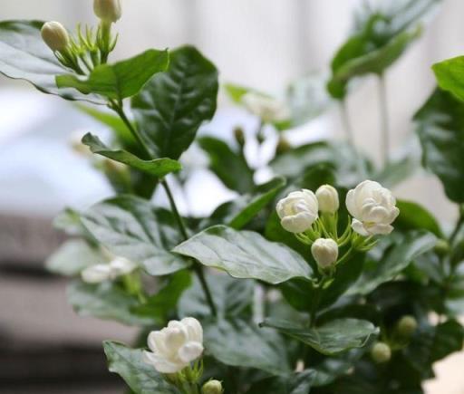 想要茉莉花開花多、花香濃，就需要做好這三點！