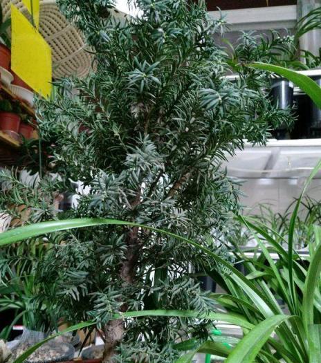 1種花人稱「植物大熊貓」，淨化空氣促健康，注意5點紅豆掛滿枝！