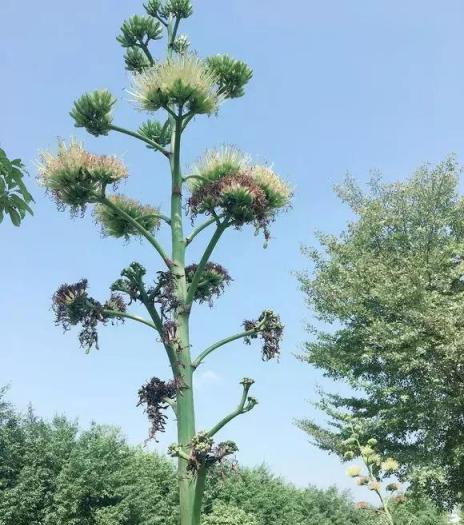 2種「陽剛霸氣花」，鎮宅又安家，放在客廳陽臺都很好！