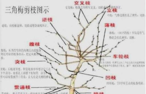 三角梅開花「很簡單」，學會老花匠的2招，修身養性天天有花賞！