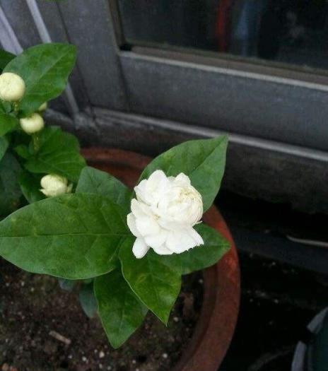 春季養茉莉，別忘修剪一次，很快枝繁葉茂，開成花球，芳香醉人