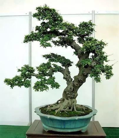 塑造古韻，樹樁盆景的催老化藝術-imomo植物識別