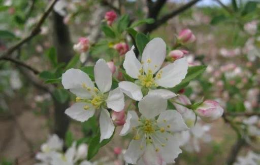 春天賞海棠：50種海棠，你見過幾種？