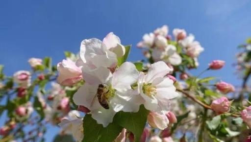 春天賞海棠：50種海棠，你見過幾種？