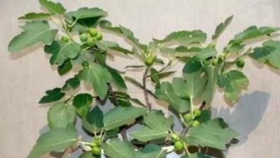 陽臺種無花果，不用扦插，用這1招，一棵變兩棵，當年就掛滿果子