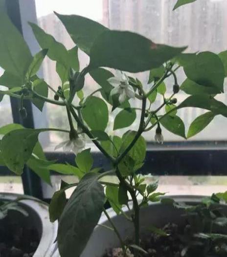 「泡沫箱」用來種辣椒，1棵能結5斤多，摘完一茬又一茬！