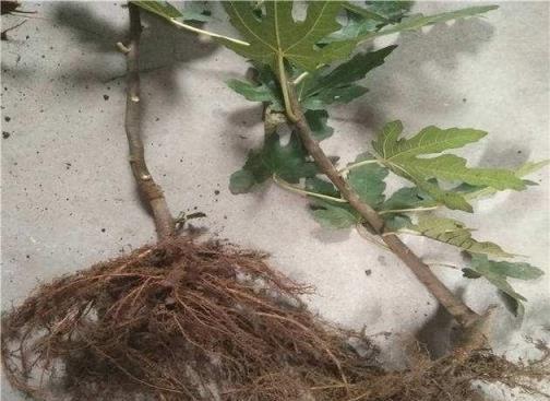 陽臺種無花果，不用扦插，用這1招，一棵變兩棵，當年就掛滿果子