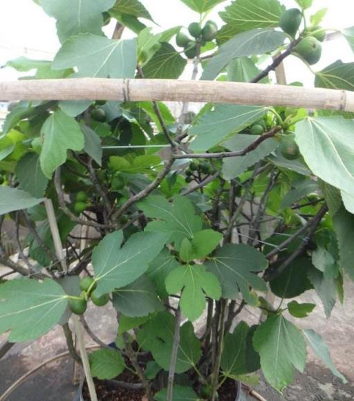 陽臺種無花果，不用扦插，用這1招，一棵變兩棵，當年就掛滿果子