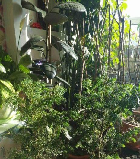 1種花人稱「植物大熊貓」，淨化空氣促健康，注意5點紅豆掛滿枝！