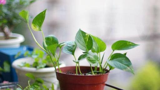 臥室養什麼植物好？這6種，漂亮好養，養一盆，細菌少、空氣好